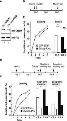 Memory consolidation in honey bees is enhanced by down-regulation of Down syndrome cell adhesion molecule and changes its alternative splicing